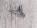 Te koop fossiele haaientand 3 centimeter groot, Ophalen of Verzenden, Fossiel
