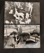 PURMEREND Jong leven en zwarte schapen vd Hoorn Padjedijk, Ophalen of Verzenden, Gelopen, Noord-Holland