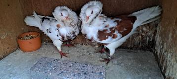 Te koop sierduiven Oudhollands kapucijnen duiven  beschikbaar voor biedingen