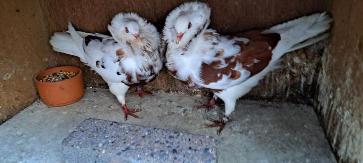 Te koop sierduiven Oudhollands kapucijnen duiven, Dieren en Toebehoren, Vogels | Duiven, Overige soorten, Meerdere dieren