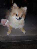 Pomeriaan sky reu 1 jaar, Reu, CDV (hondenziekte), 1 tot 2 jaar, Eén hond