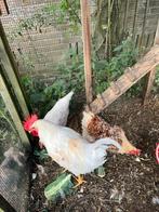 Mooie witte leghorn kruising Haan, met iets bruin, Ophalen, Nieuw