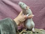 Lieve tamme rittens (dames), Vrouwelijk, Rat, Na 1 juli 2024, Tam