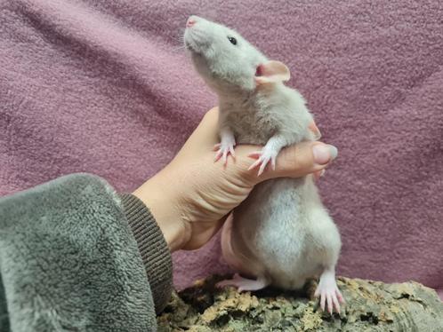 Lieve tamme rittens (dames), Dieren en Toebehoren, Knaagdieren, Vrouwelijk, Rat, Tam