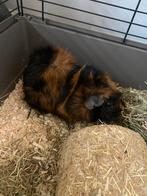 Cavia beertje zoekt nieuw huisje, Dieren en Toebehoren, Knaagdieren, Cavia, Juni, Mannelijk, Tam