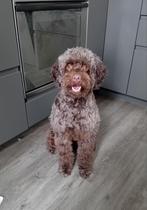 Labradoodle medium. Dekreu. Röngtgenologisch gekeurd., Rabiës (hondsdolheid), Reu, 1 tot 2 jaar, Eén hond