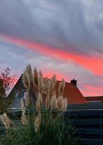 pampas pluimen 72 X - 1.60 t/m 2.50 meter lang, Ophalen