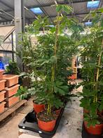 Schefflera compacta 100cm, Ophalen, Halfschaduw, Minder dan 100 cm