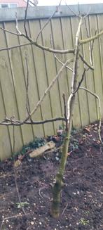 Vijgenboom, Tuin en Terras, Planten | Fruitbomen, Ophalen, Lente, Volle zon, Vijgenboom