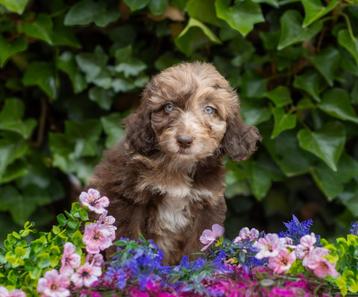 Aussiedoodle pups  beschikbaar voor biedingen