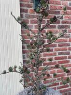 Kunst lariks Rivièra Maison, Huis en Inrichting, Ophalen, Zo goed als nieuw, Binnen