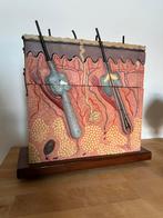 Somso anatomisch model anatomy men’s huid, Antiek en Kunst, Ophalen of Verzenden