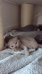 Britse korthaar kittens, Poes, Ontwormd