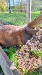 2 lieve konijntjes + alle spullen, Dieren en Toebehoren, Konijnen, Meerdere dieren, Middelgroot, Hangoor, 3 tot 5 jaar