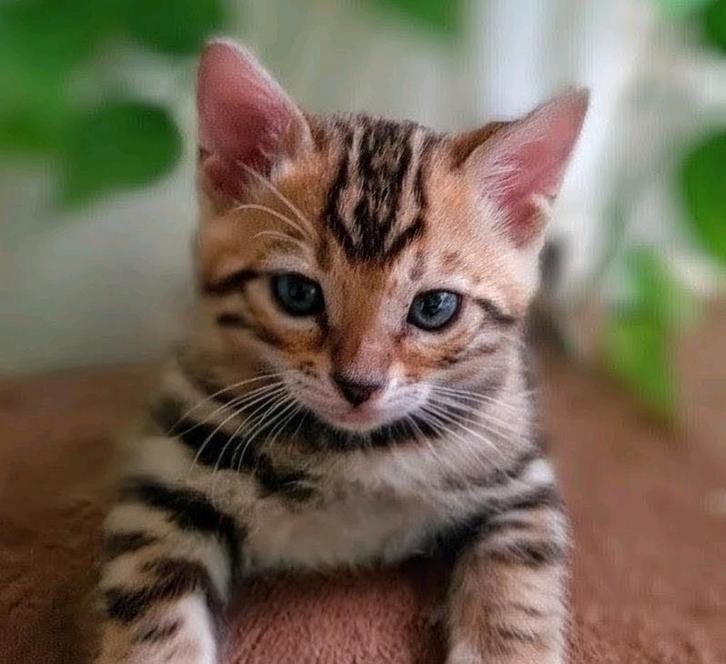 Bengaal Kitten, katertje, Dieren en Toebehoren, Katten en Kittens | Raskatten | Korthaar, Meerdere dieren, Ontwormd