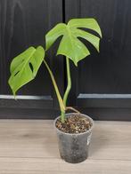 Monstera met een beetje variegata 2, Ophalen, Halfschaduw, Minder dan 100 cm
