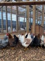 Wyandotte kriel kippen, allerlei kleuren, tamme kippen!, Meerdere dieren, Kip