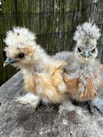 Usa zijdehoen Hennen, Dieren en Toebehoren, Meerdere dieren, Kip