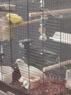 2 Kwartels een geel grasparkiet, Mannelijk, Parkiet