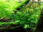 Aquariumplanten - Bolbitis Heudeloti Glasvaren, Ophalen of Verzenden, Zo goed als nieuw, Plant(en), Steen of Hout