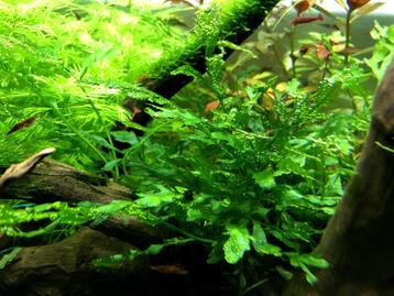 Aquariumplanten - Bolbitis Heudeloti Glasvaren beschikbaar voor biedingen