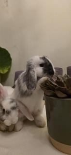 Jonge konijntjes, Dieren en Toebehoren, Konijnen, Meerdere dieren