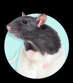 Jonge muizen, Dieren en Toebehoren, Knaagdieren, Muis, Januari, Meerdere dieren, Tam