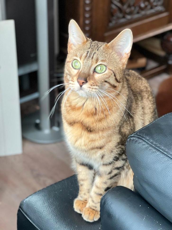 bengaalse poes herplaatse, Dieren en Toebehoren, Katten en Kittens | Raskatten | Korthaar, Poes, Met stamboom, Gechipt, Ontwormd