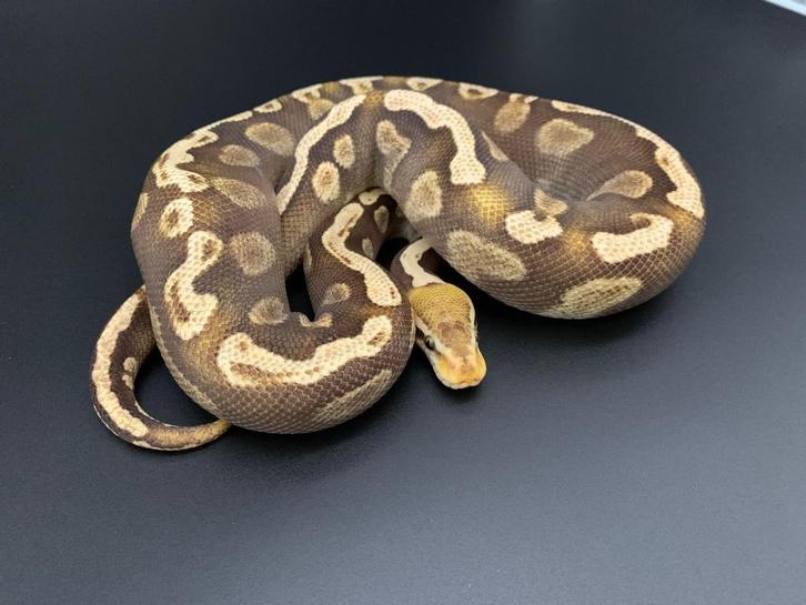 1.0 GHI mojave pastel python regius