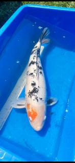 (17) Koi / Koi karper - Sanke 62 cm., Karper of Koi