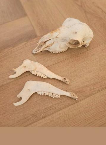 schedel / Skull  griekse wilde geit gevonden in Griekenland  beschikbaar voor biedingen