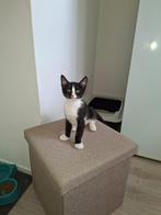 Kitten (vrouwtje), Dieren en Toebehoren, Katten en Kittens | Raskatten | Korthaar, Poes