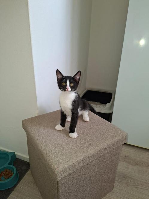 Kitten (vrouwtje), Dieren en Toebehoren, Katten en Kittens | Raskatten | Korthaar, Poes