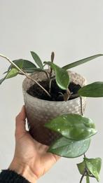 Hoya Planten in pot, Overige soorten, In pot, Minder dan 100 cm, Groene kamerplant