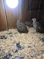 Montezuma kwartel koppel, Dieren en Toebehoren, Vogels | Overige Vogels, Meerdere dieren, Tropenvogel
