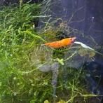 Neocaridina orange sakura garnalen, Dieren en Toebehoren, Kreeft, Krab of Garnaal