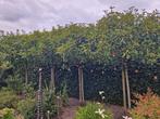 4 x Photinia glansmispel, Ophalen, Volle zon, Overige soorten
