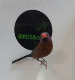 Granaatastrilde beschikbaar, Dieren en Toebehoren, Vogels | Overige Vogels, Mannelijk, Tropenvogel