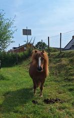 Serieuze Verzorgster gezocht!, Ophalen of Verzenden, Overige soorten