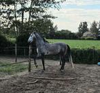 Leuke PRE ruin 4 jaar, Dieren en Toebehoren, Minder dan 160 cm, B, Gechipt, Ruin