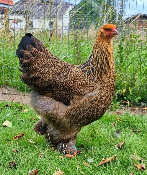 Brahma groothoender hennen beschikbaar van 2025 geënt, Dieren en Toebehoren, Pluimvee, Kip, Vrouwelijk