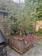 Olijfboom in houten bak, Tuin en Terras, Ophalen, Volle zon, Olijfboom, 100 tot 250 cm