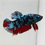 Betta splendens man 36, Dieren en Toebehoren, Vissen | Aquariumvissen, Vis