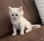 ragdoll kittens met stamboom. Lynx , choco en lilac, Meerdere dieren, Gechipt