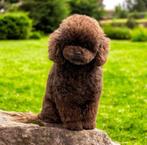 Dekreu | 26cm | toy poedel | Choco | FCI | volledig getest |, Dieren en Toebehoren, Honden | Dekreuen, Particulier, Rabiës (hondsdolheid)