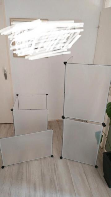 Kitten ren (variabel) 8x 70x50 beschikbaar voor biedingen