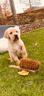 Prachtige pups (Labrador/Boxer & Benner Sennen), Dieren en Toebehoren, Honden | Niet-rashonden, Rabiës (hondsdolheid), 8 tot 15 weken