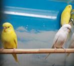 Grasparkieten in diverse kleuren., Meerdere dieren, Parkiet