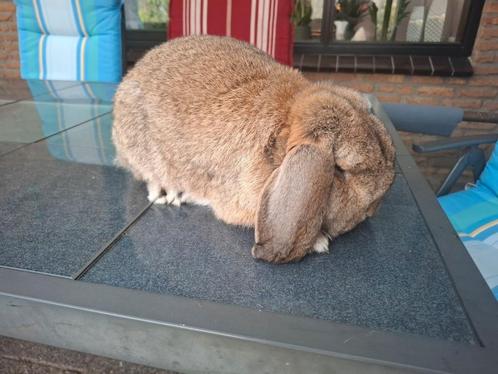 Rasechte Duitse hangoor konijngrijze ram, Dieren en Toebehoren, Konijnen, Middelgroot, Mannelijk, 0 tot 2 jaar, Hangoor