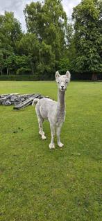 Witte alpaca hengst, Dieren en Toebehoren, Overige Dieren, Mannelijk, Voor 1 juli 2024